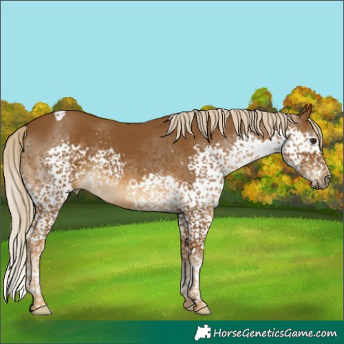 Horse Color:Chocolate Palomino Splash Tobiano Rabicano