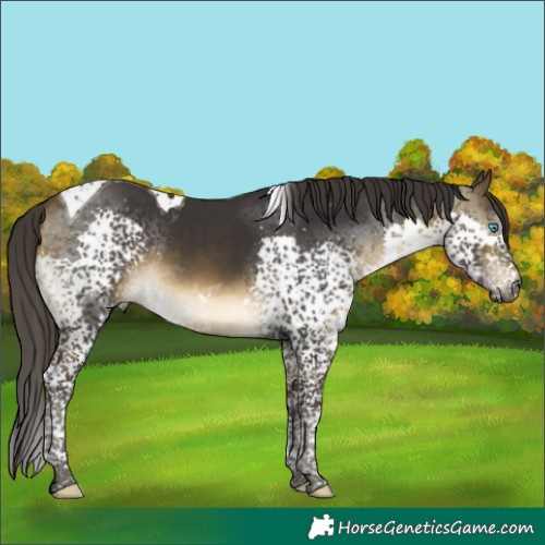 Horse Color:Buckskin Splash Tobiano