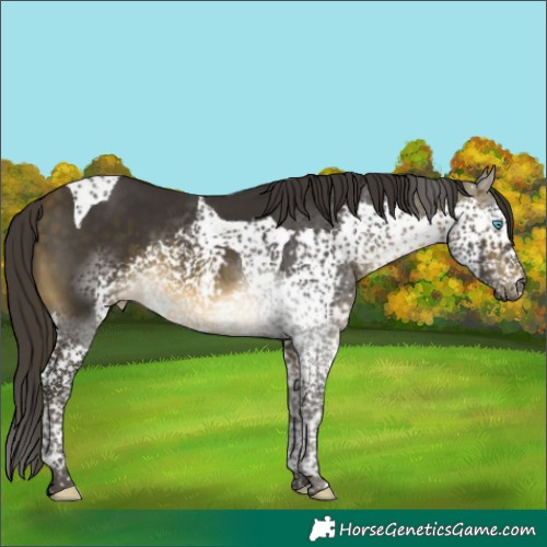 Horse Color:Buckskin Splash Tobiano 