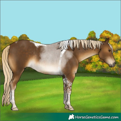 Horse Color:Chocolate Palomino Tobiano Rabicano 