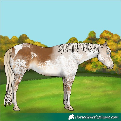 Horse Color:Chocolate Palomino Splash Tobiano 