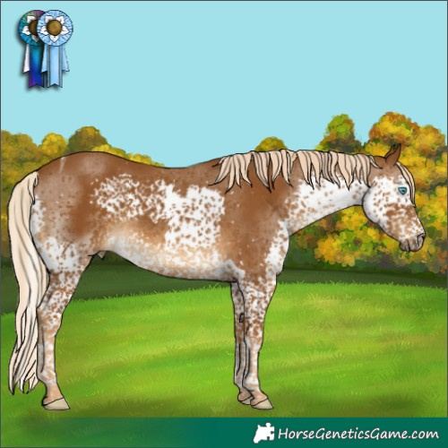 Horse Color:Chocolate Palomino Splash Tobiano Rabicano 