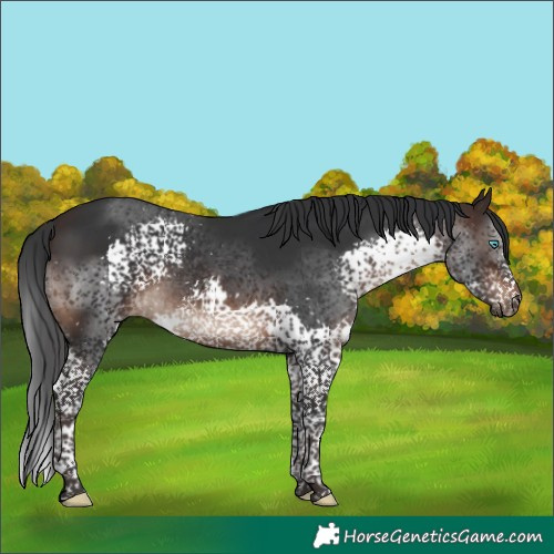 Horse Color:Brown Splash Tobiano Rabicano