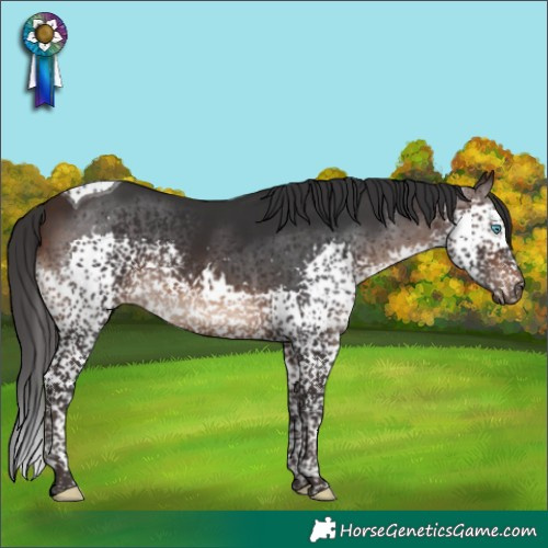 Horse Color:Brown Splash Tobiano