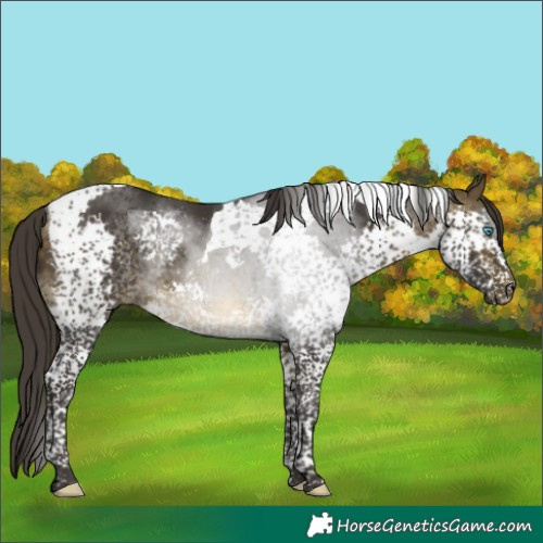 Horse Color:Buckskin Splash Tobiano Rabicano