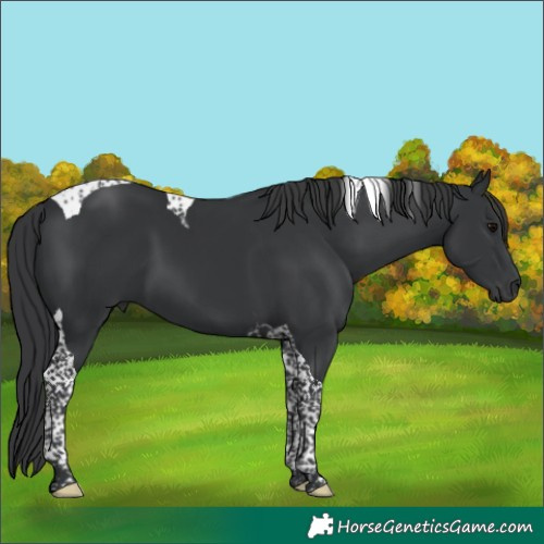 Horse Color:Black Tobiano 