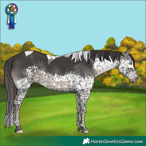Horse Color:Smoky Black Splash Tobiano Rabicano 