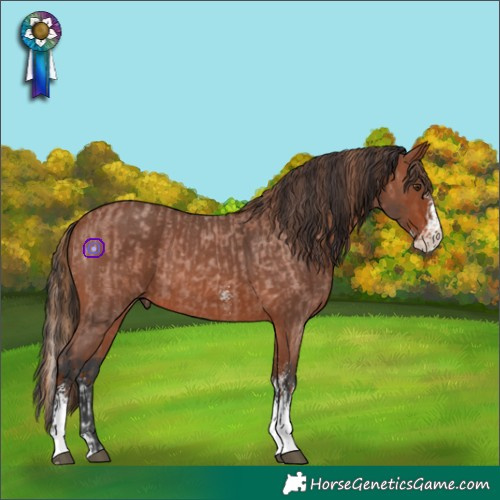 Horse Color:Red Roan Splash and Bay Sabino