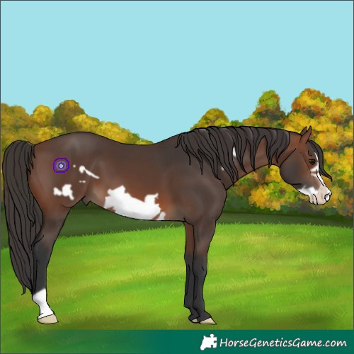 Horse Color:Brown Frame 