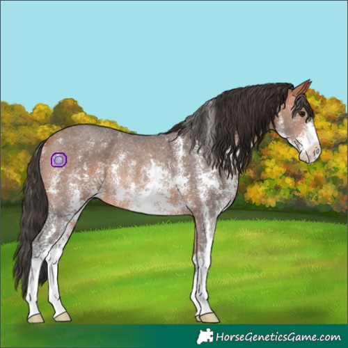 Horse Color:Bay Sabino Rabicano