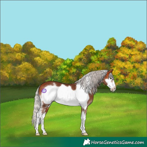 Horse Color:Silver Bay Sabino Frame 