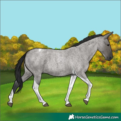 Horse Color:Grullo Roan Tobiano 