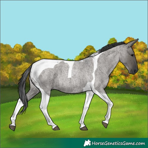Horse Color:Grullo Roan Tobiano