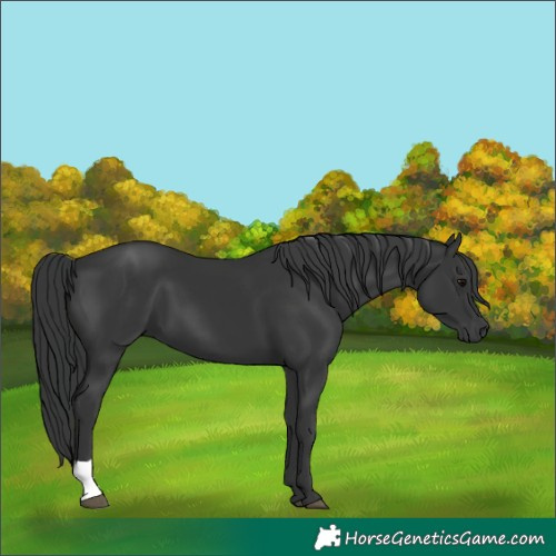 Horse Color:Black 