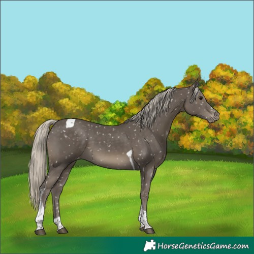 Horse Color:Silver Smoky Black Tobiano Snowflake Varnish
