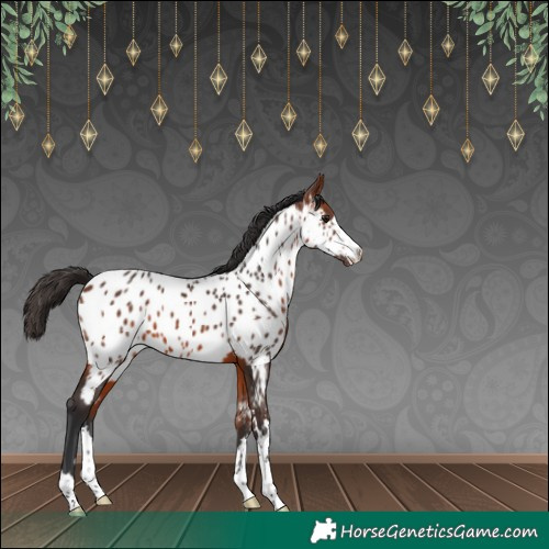 Horse Color:Bay Near Leopard 