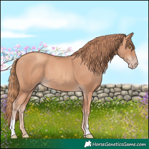 Horse Color:Gold Champagne