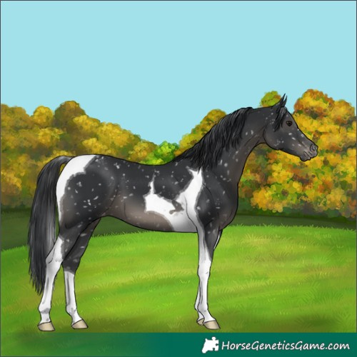 Horse Color:Black Tobiano Snowflake Varnish