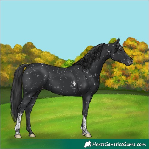 Horse Color:Black Tobiano Snowflake Varnish