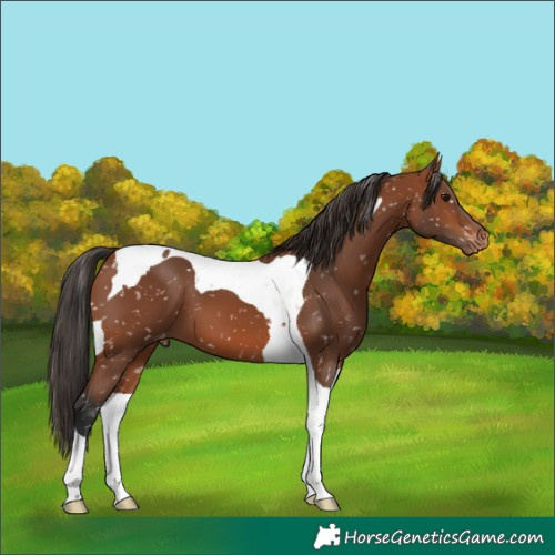Horse Color:Bay Tobiano Snowflake Varnish