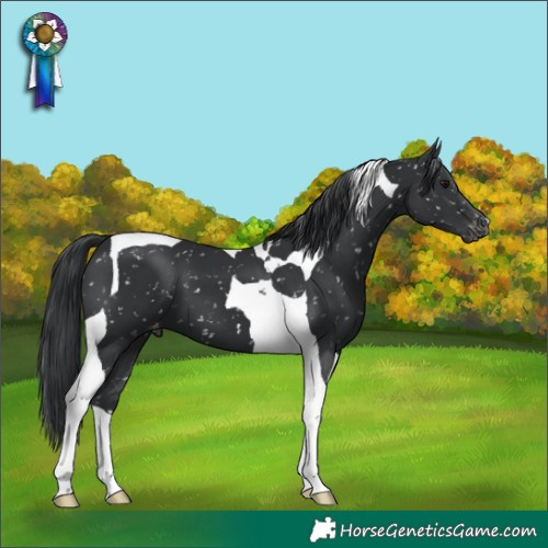 Horse Color:Black Tobiano Snowflake Varnish