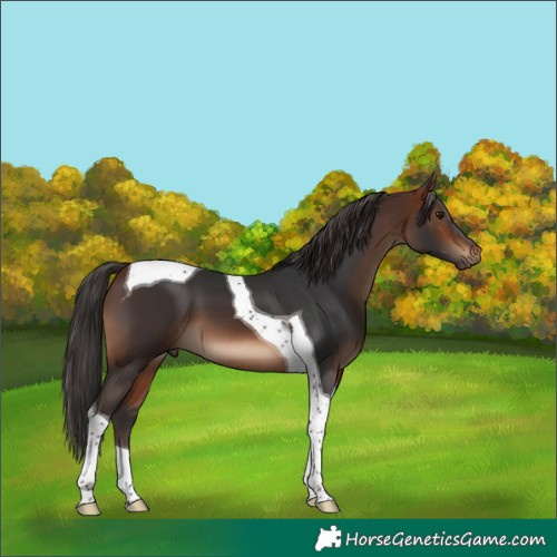 Horse Color:Bay Tobiano