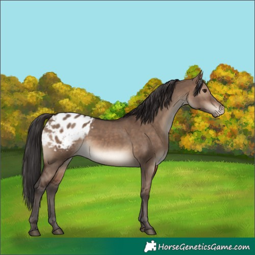 Horse Color:Brown Dun Blanket Rabicano