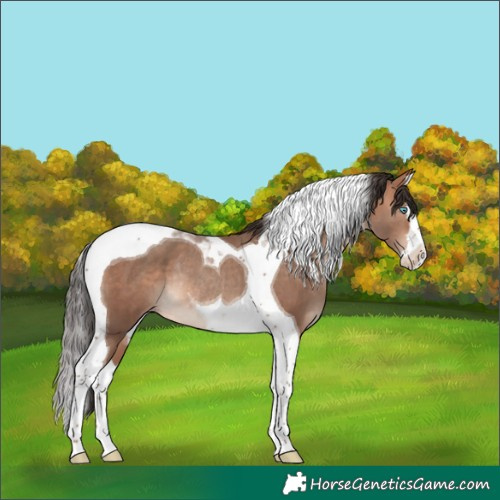 Horse Color:Sable Champagne Splash Tobiano Rabicano 