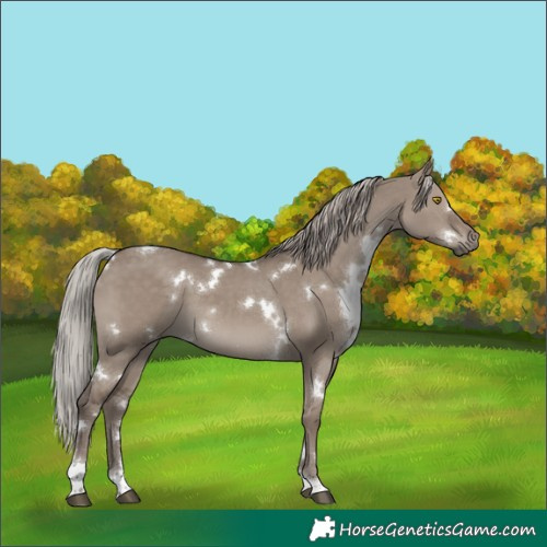Horse Color:White Spotted Silver Grullo Tobiano