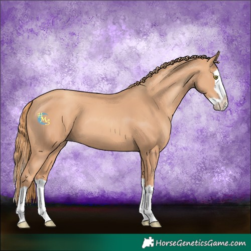 Horse Color:Gold Champagne Splash 