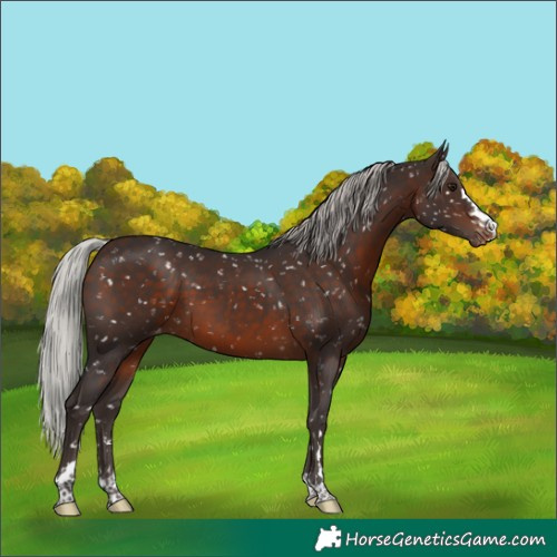 Horse Color:Silver Brown Snowflake Varnish
