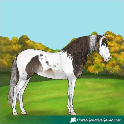 Horse Color:Buckskin Splash Tobiano Snowflake Varnish