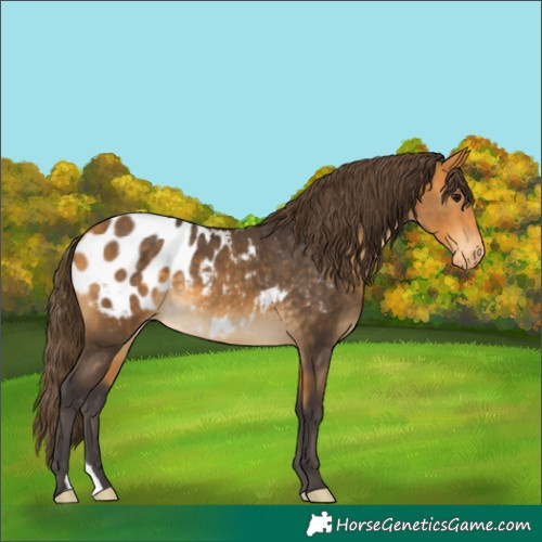 Horse Color:Buckskin Blanket