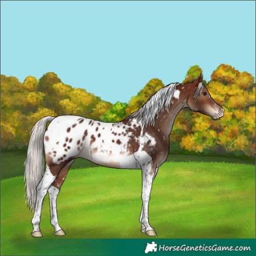 Horse Color:Silver Bay Tobiano Blanket