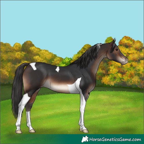 Horse Color:Brown Tobiano Varnish 