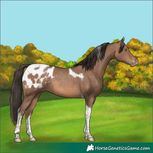Horse Color:Sable Champagne Tobiano Blanket