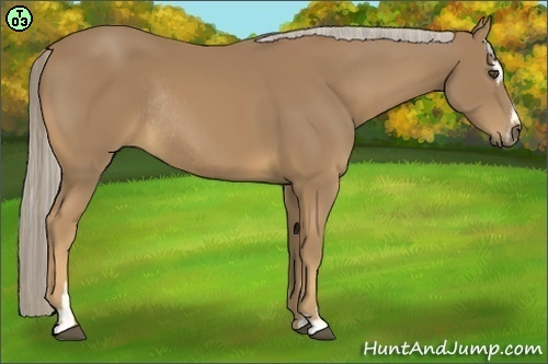 Horse Color:Palomino Sabino Rabicano 