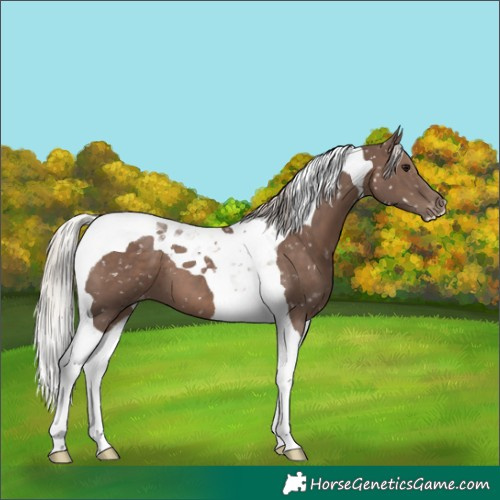 Horse Color:Silver Black Tobiano Snowflake Varnish