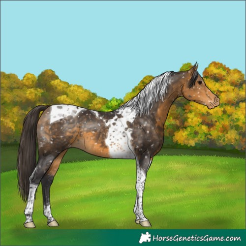 Horse Color:Buckskin Tobiano Snowflake Varnish