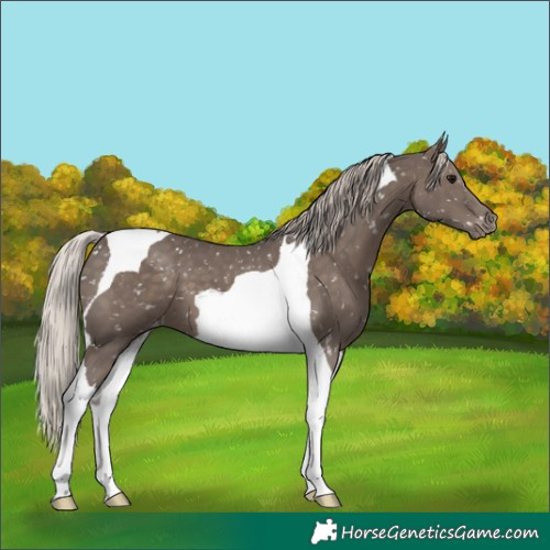 Horse Color:Silver Black Tobiano Snowflake Varnish