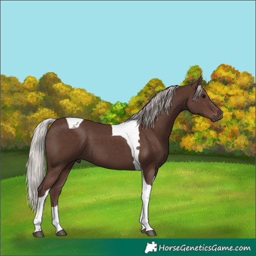 Horse Color:Silver Black Tobiano