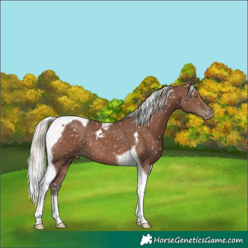 Horse Color:Silver Black Tobiano Snowflake Varnish