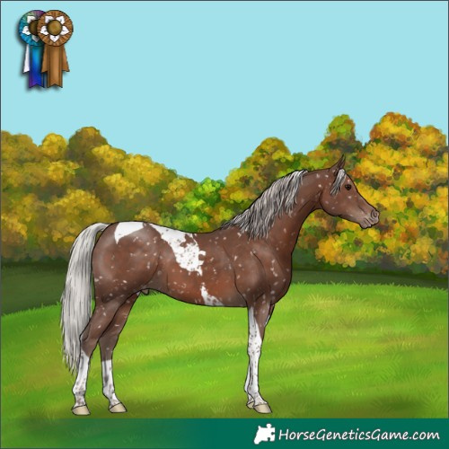 Horse Color:Silver Black Tobiano Snowflake Varnish