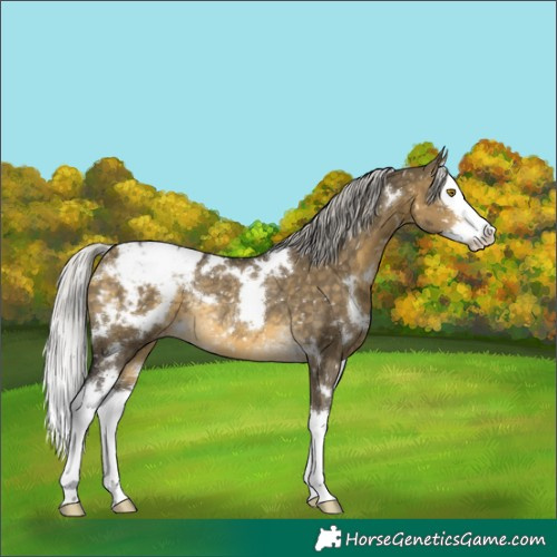 Horse Color:White Spotted Silver Buckskin Dun Splash Snowcap Rabicano