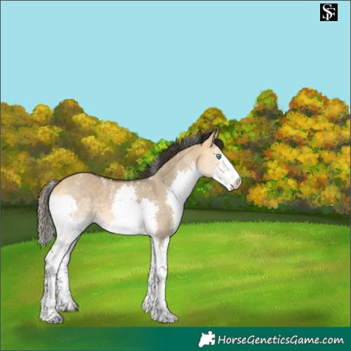 Horse Color:Powder White Buckskin Dun Splash 