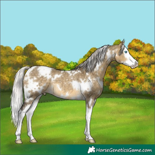 Horse Color:White Spotted Silver Buckskin Dun Splash Snowflake VarnishRabicano 
