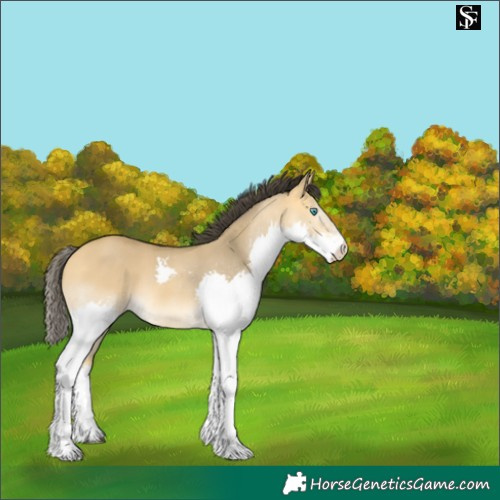 Horse Color:Buckskin Dun Splash 