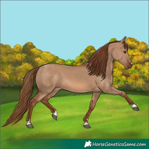 Horse Color:Red Dun 