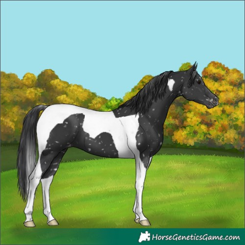 Horse Color:Black Tobiano Snowflake Varnish