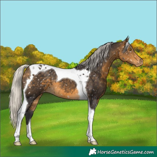 Horse Color:Silver Buckskin Tobiano Snowflake Varnish 